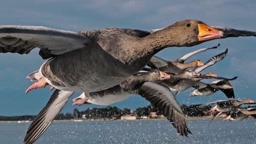 Der mit den Gänsen fliegt Bild 1