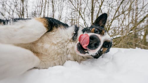 World's Funniest Animals Bild 1