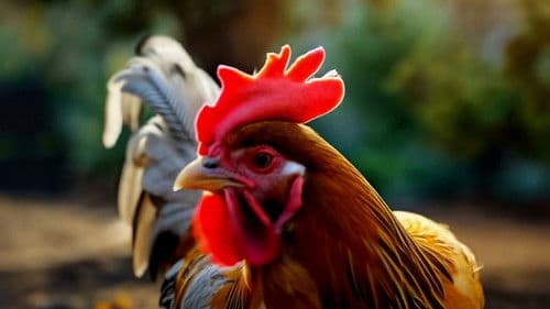 Ryaba the Hen Bild 6