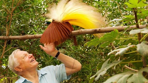 Attenborough in Paradise Bild 1