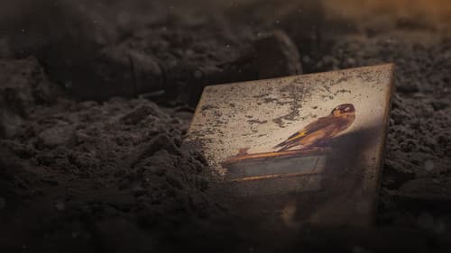 Der Distelfink Bild 5