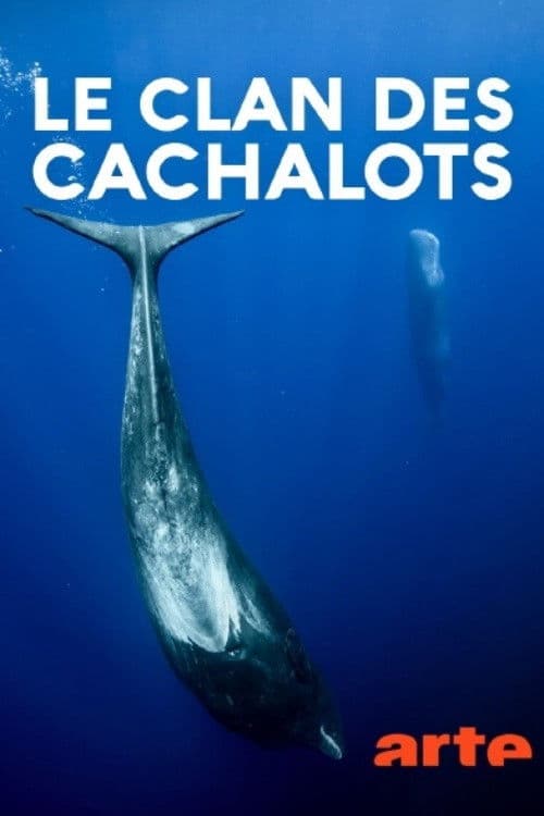 Auf Du und Du mit Pottwalen