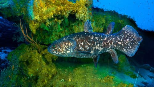 Gombessa – Urtier in Untiefen Bild 7