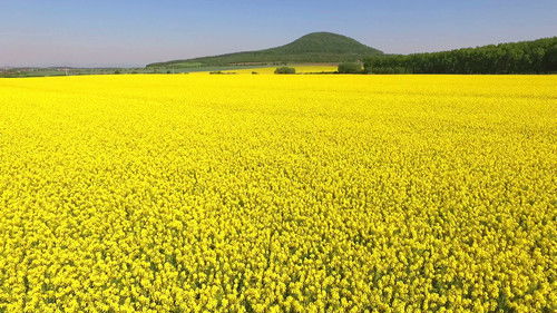 Selský rozum Bild 1