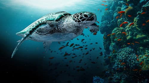 Das Great Barrier Reef - Schatzkiste der Natur Bild 2