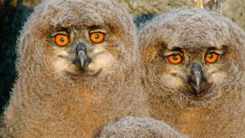 Wilder Norden Bild 1