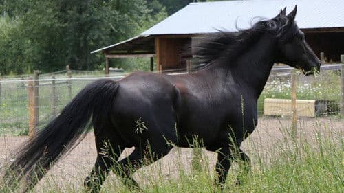 Black Beauty Bild 4