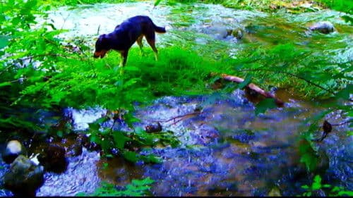 Goodbye to Language Bild 4