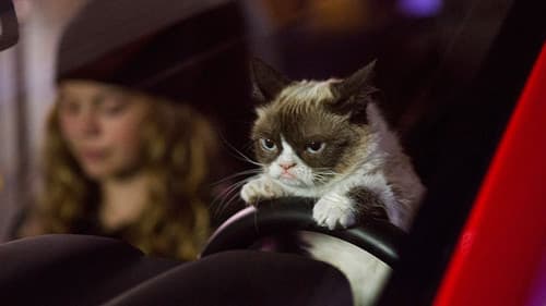 Grumpy Cat's miesestes Weihnachtsfest ever Bild 1