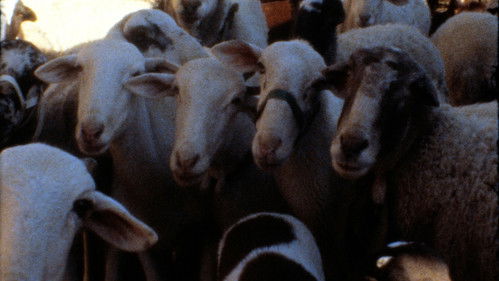 Bang Bang Stefi! Bild 4