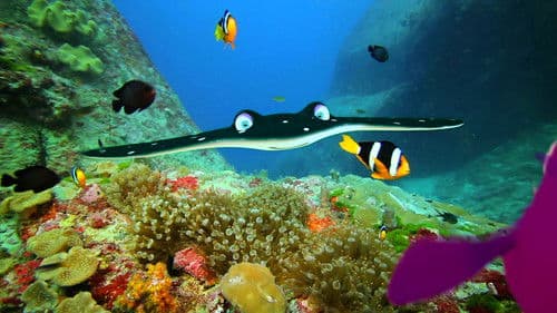 Fishtales - Fakten über Meerestiere Bild 7