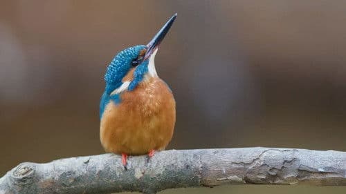 El riu renascut Bild 1