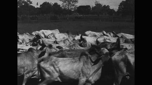 Os Ruminantes Bild 1