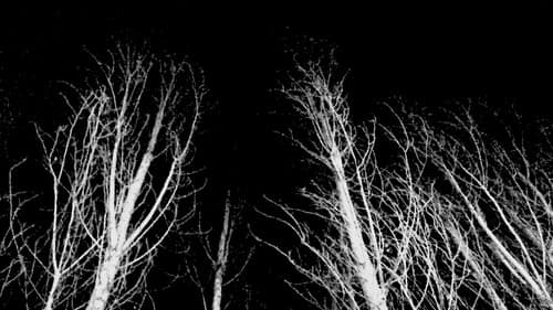 That Which Will Rise from Wind Bild 1