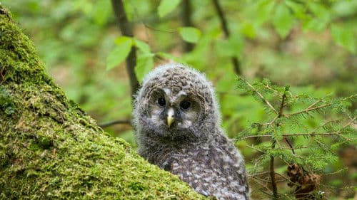 Der wilde Wald Bild 8