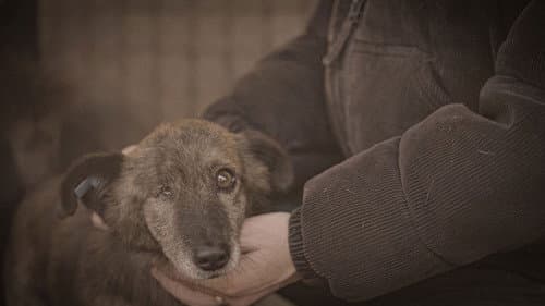 How to kill a puppy and get rich - Die Hunde Mafia Bild 2