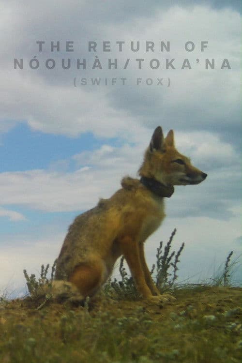The Return of NĂłouhĂ h-Tokaâna