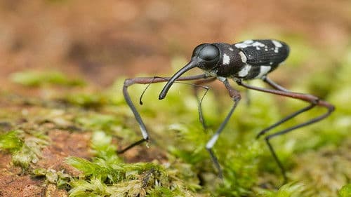 Krasse Krabbeltiere Bild 1