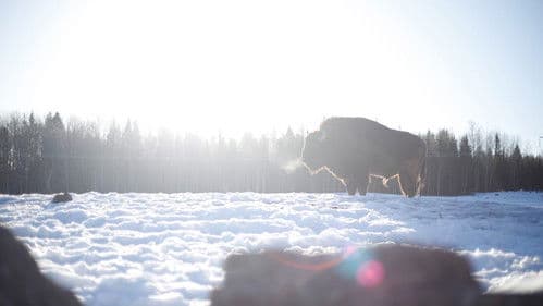 Visenten - Den Bortglömda Jätten Bild 1