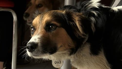 犬と戦争: ウクライナで私が見たこと Bild 3