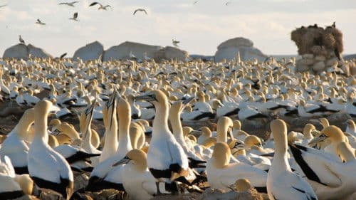 Gannets: The Wrong Side of the Run Bild 6