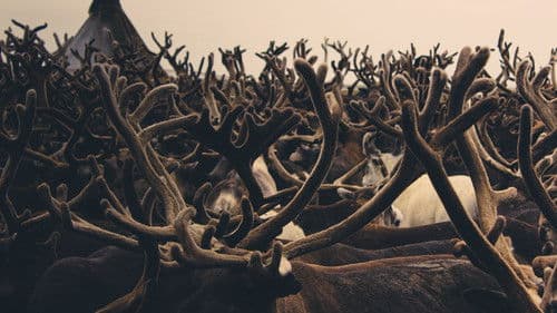 Mammoth Unearthed Bild 6