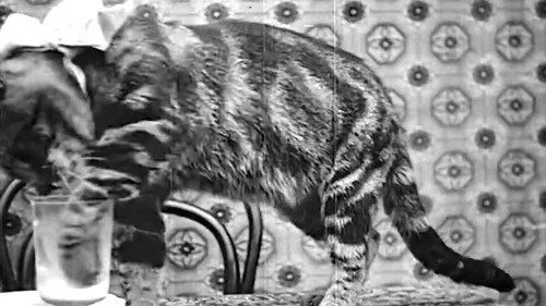 Le Déjeuner de Minet Bild 1