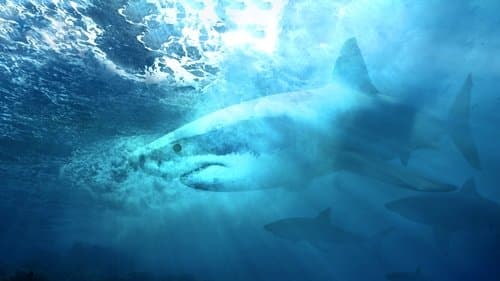 Haie: Meister der Tarnung? Bild 1