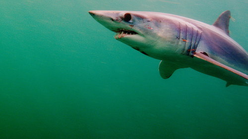 Superkräfte der Haie Bild 4