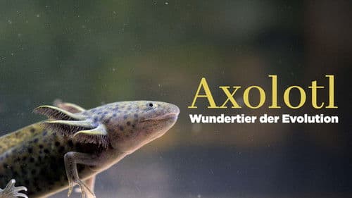 Axolotl, la salamandre miraculeuse Bild 2