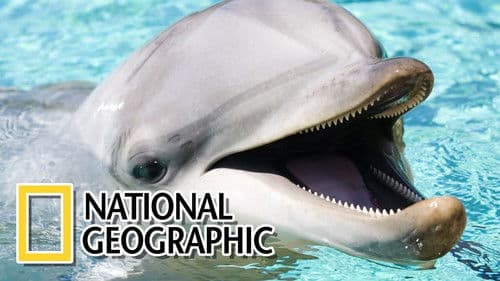 Dolphins: The Wild Side Bild 1