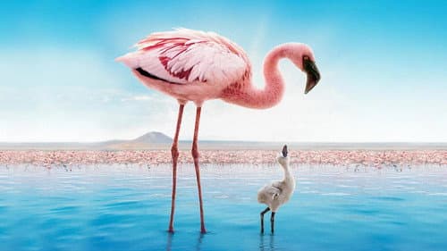 Auf purpurnen Schwingen: Das Geheimnis der Flamingos Bild 4
