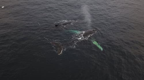 Антарктида Bild 3