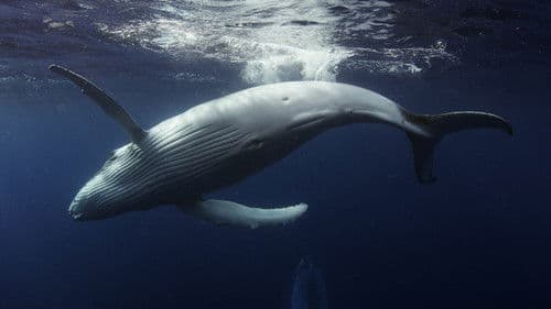 Ocean Odyssey Bild 1