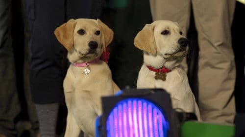 Marley & Ich 2 - Der frechste Welpe der Welt Bild 6