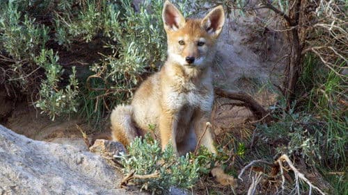 Epic Yellowstone Bild 1