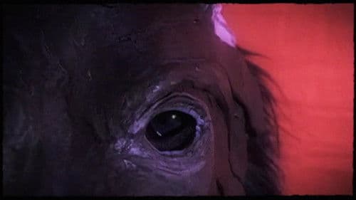 Dog Day - Rome Bild 1