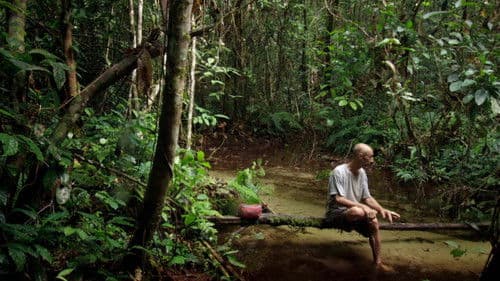 Song from the Forest Bild 1