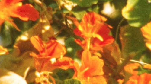 الحديقة السريّة Bild 1