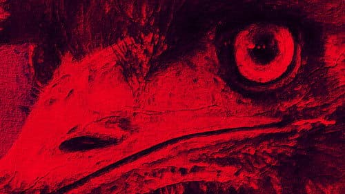 The Dark Emu Story Bild 2