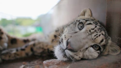 Snow Leopards of Leafy London Bild 1