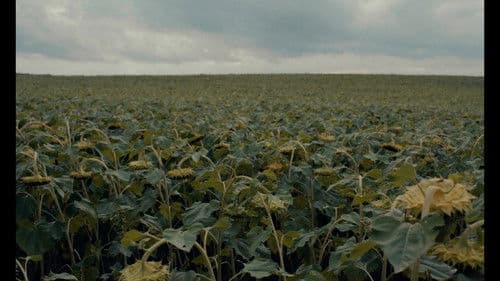 les grillons. Bild 1