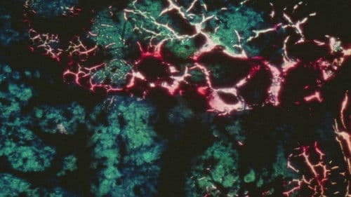 23rd Psalm Branch Bild 5