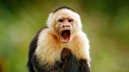 Wildes Mittelamerika Bild 7