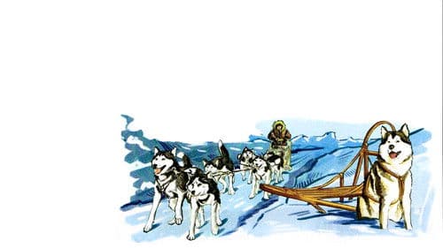 Alaskan Sled Dog Bild 1