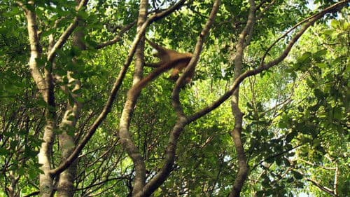 Madagascar: The Lost Makay Bild 2