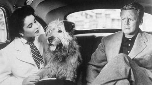 Von Katzen und Katern Bild 2