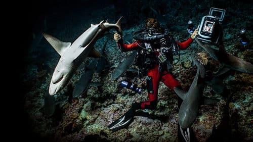 700 Haie in der Nacht Bild 7