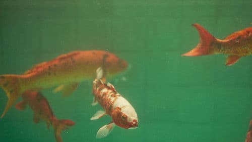 Allmen und das Geheimnis des Koi Bild 2