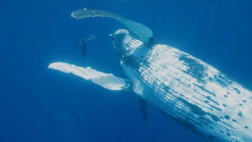 Guillaume Néry, le souffle de l'océan Bild 1